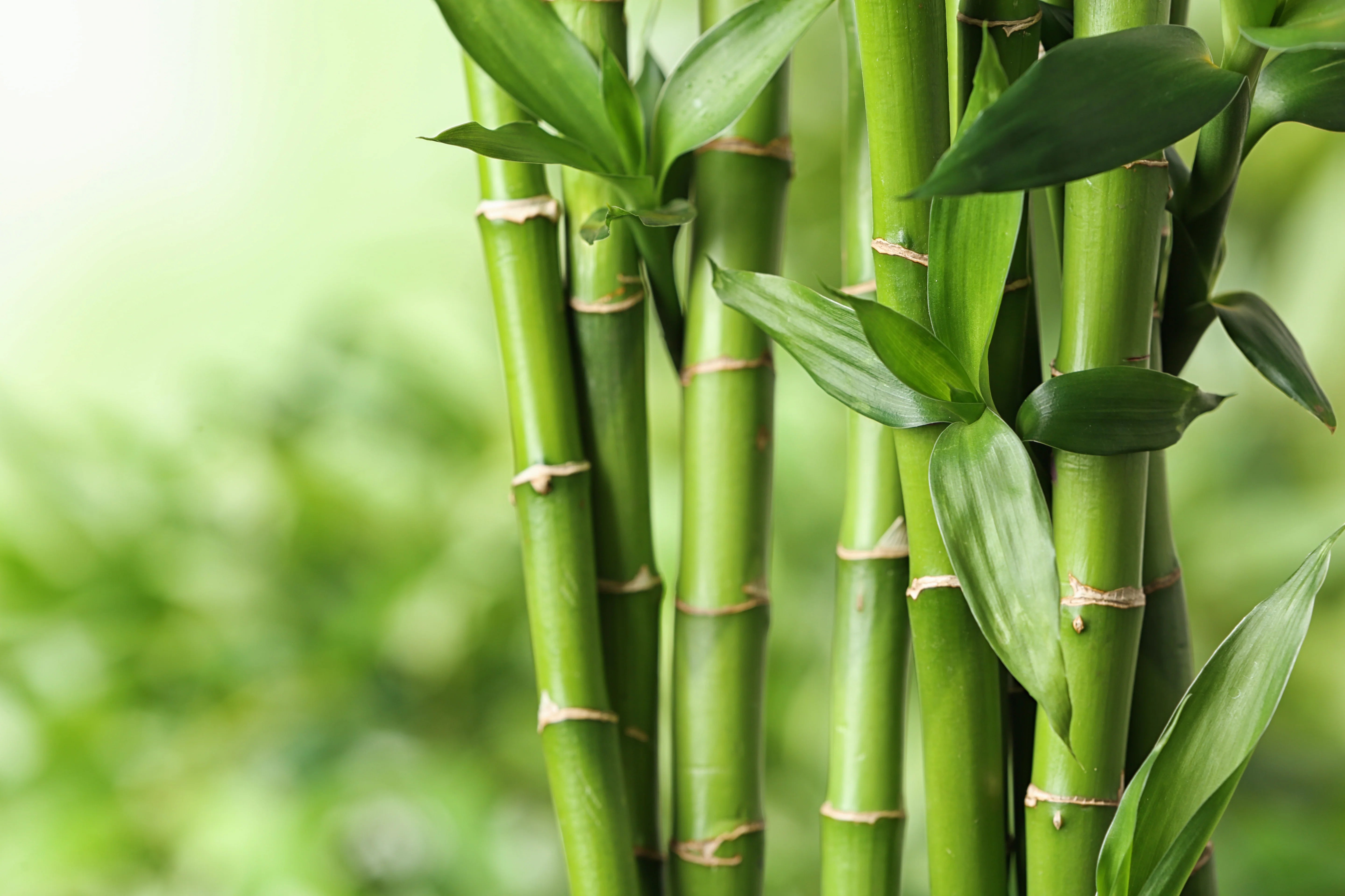 Bamboo-derived Silica