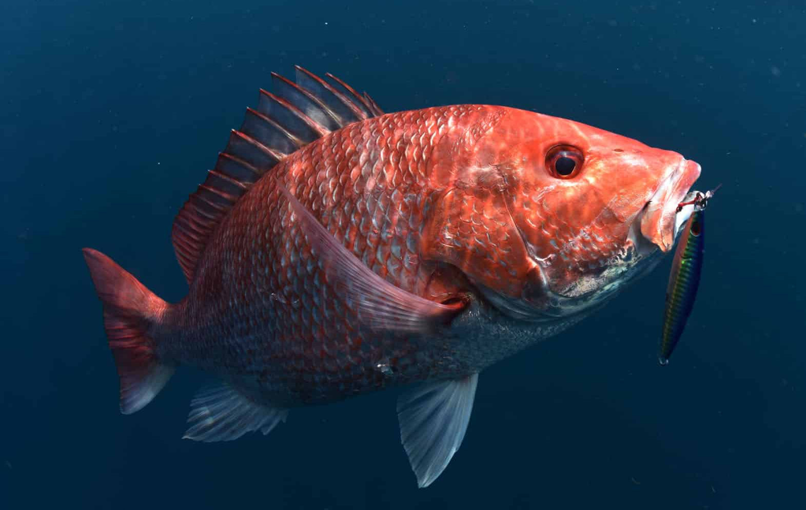 Wild-Caught Red Snapper Collagen