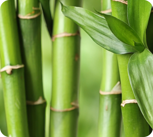 Bamboo-derived Orthosilicic Acid