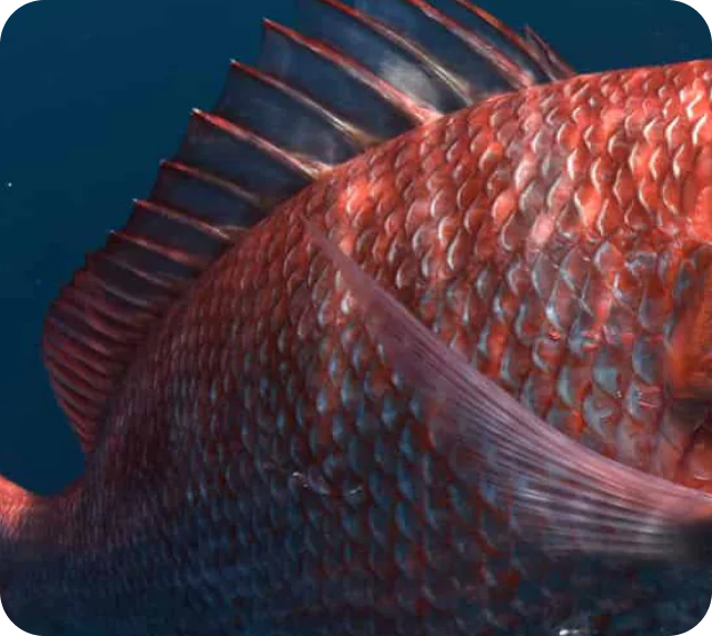 Wild Caught Marine Collagen — red snapper