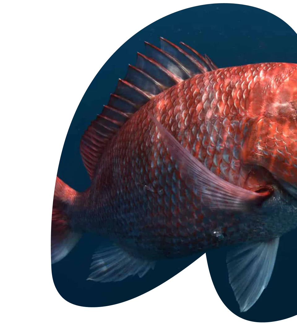 Wild Caught Marine Collagen — red snapper