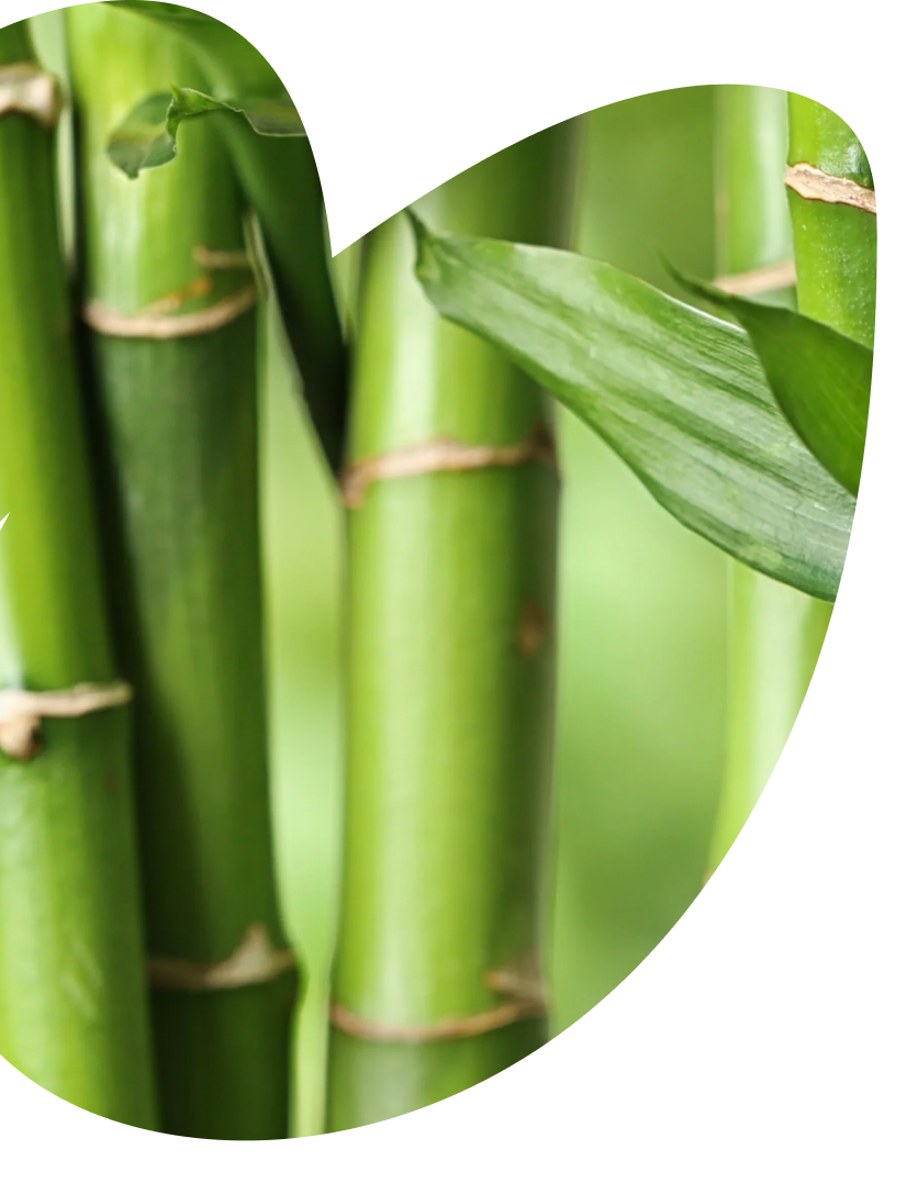 Bamboo-derived Orthosilicic Acid