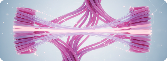 Elastin fibres stretching